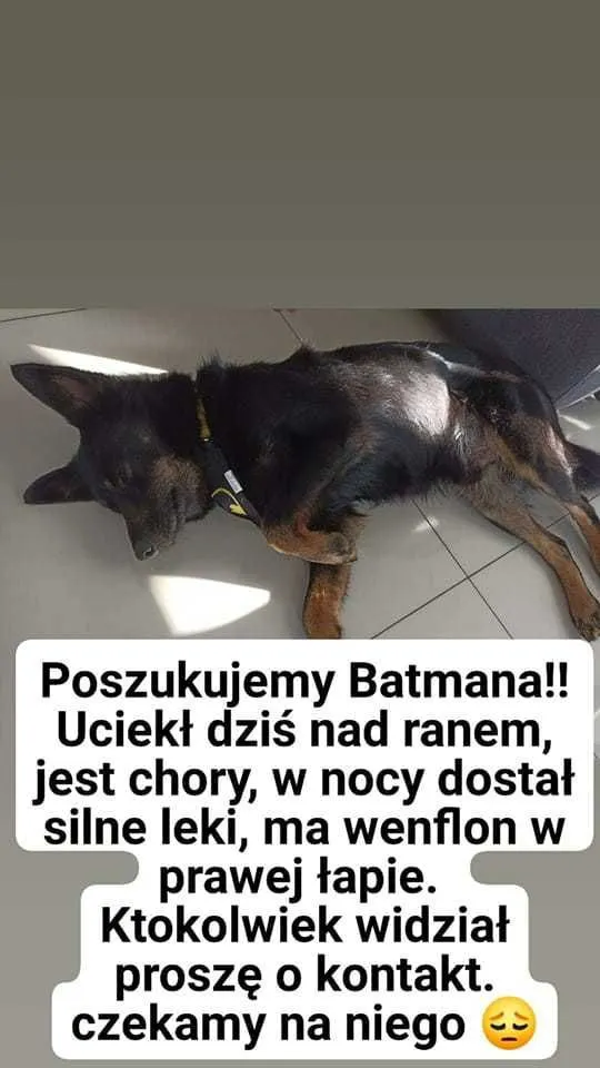 Zaginął pies, Miasteczko Śląskie, 14 października 2022 (1/2)