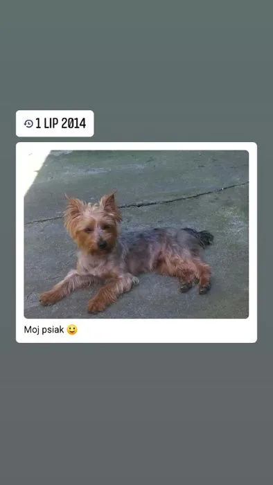 Zaginął pies, Michałów-Parcele, 22 sierpnia 2019 (6/6)