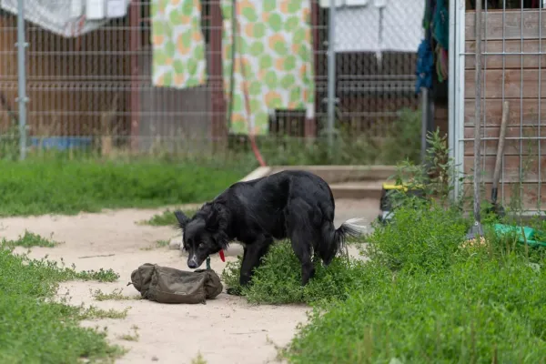 Pies do adopcji, Warszawa, 15 kwietnia 2022 (11/25)