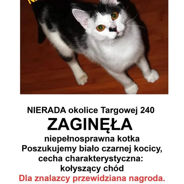Zaginął kot, Częstochowa, 19 października 2022 (2/2)