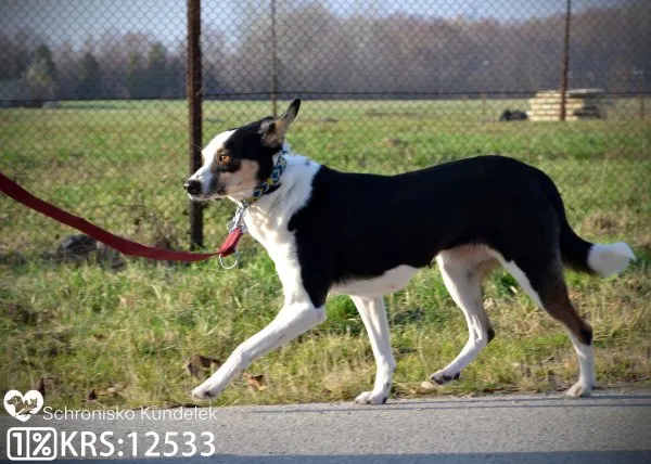 Pies do adopcji, Rzeszów, 19 stycznia 2021 (2/12)