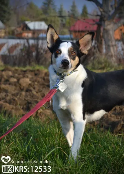 Pies do adopcji, Rzeszów, 19 stycznia 2021 (4/12)