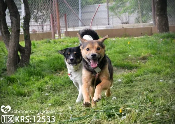 Pies do adopcji, Rzeszów, 12 sierpnia 2021 (4/14)