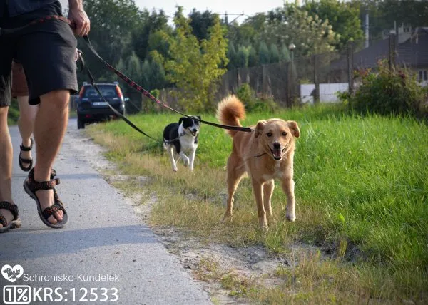 Pies do adopcji, Rzeszów, 31 października 2019 (8/10)
