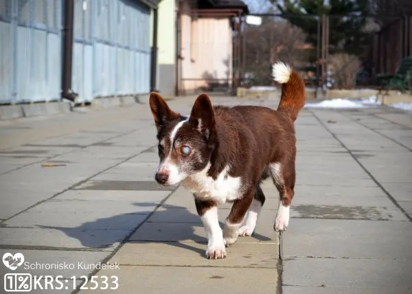 Pies do adopcji, Rzeszów, 16 maja 2020 (7/8)