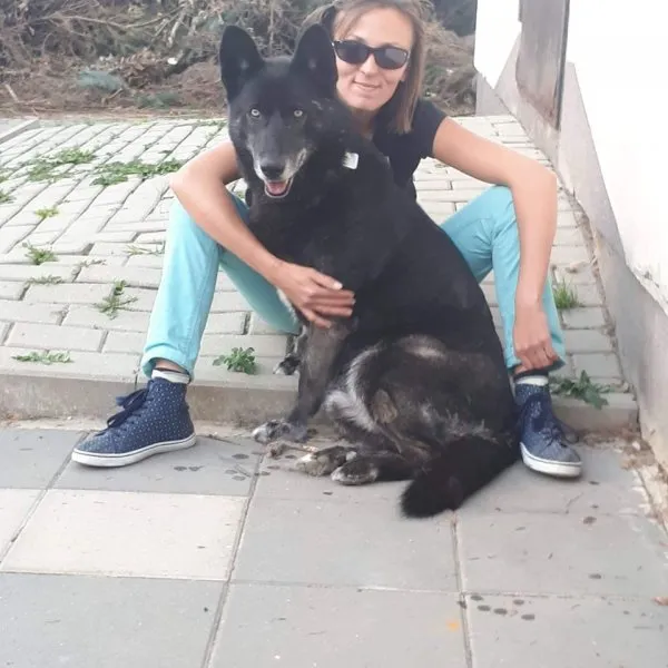 Pies do adopcji, Rzeszów, 15 sierpnia 2017 (10/36)