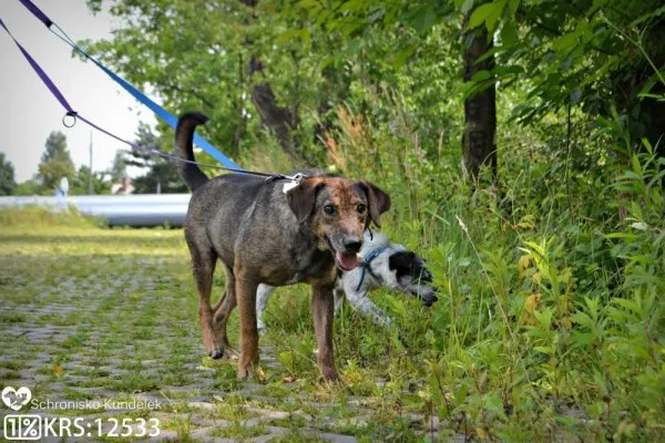 Pies do adopcji, Rzeszów, 30 grudnia 2016 (5/10)
