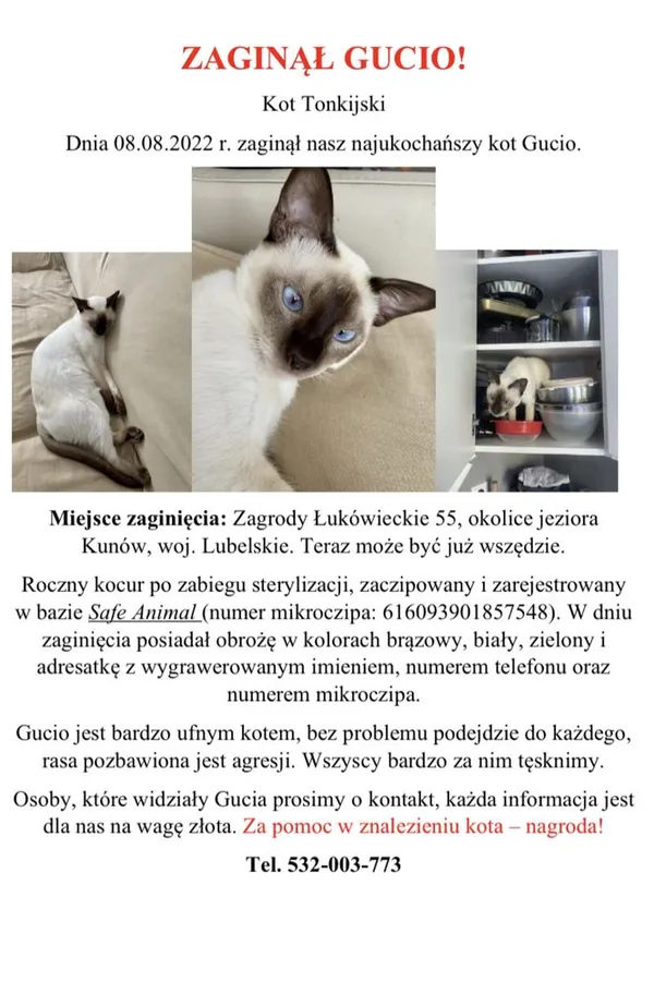 Zaginął kot, Warszawa, 22 września 2022 (1/5)