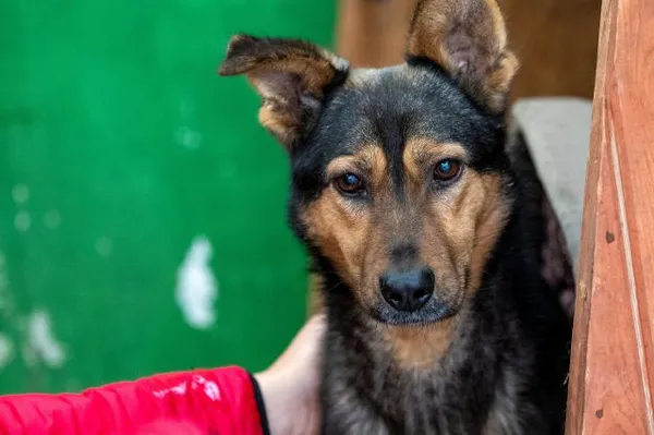Pies do adopcji, Jabłonna, 5 grudnia 2021 (2/4)