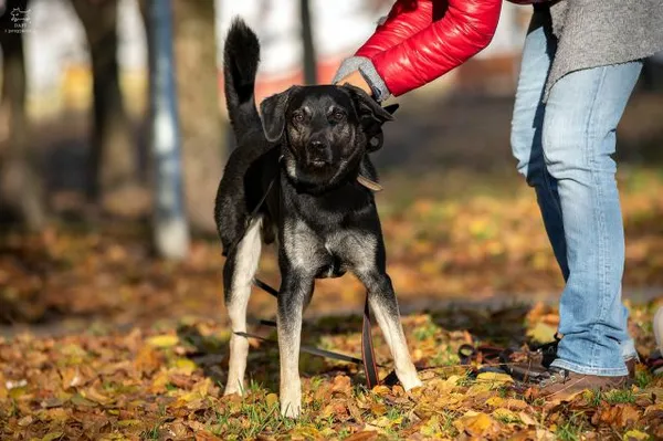 Pies do adopcji, Jabłonna, 5 grudnia 2021 (2/5)