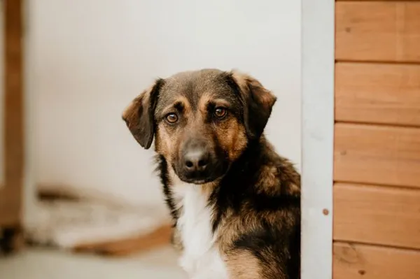 Pies do adopcji, Jabłonna, 24 listopada 2021 (4/5)