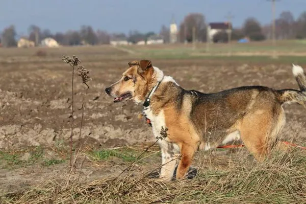 Pies do adopcji, Jabłonna, 7 października 2018 (3/5)