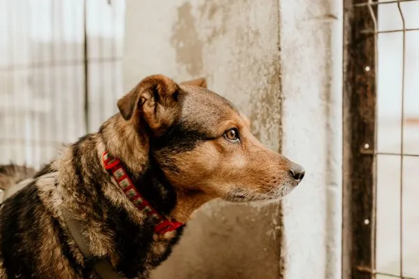 Pies do adopcji, Jabłonna, 5 stycznia 2022 (5/5)