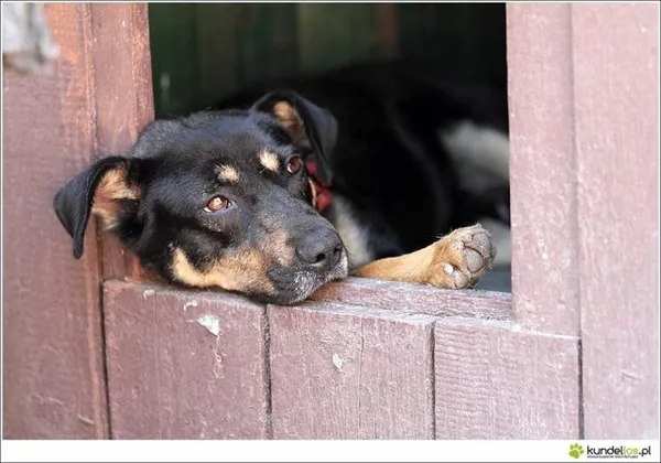 Pies do adopcji, Jabłonna, 14 lipca 2016 (3/5)