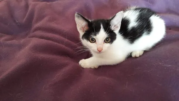 Kot do adopcji, Jabłonna, 30 lipca 2017 (1/2)