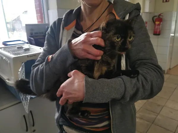 Znaleziono kota, Toruń, 20 października 2022