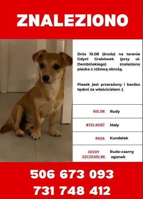 Znaleziono psa, Gdynia, 11 sierpnia 2022