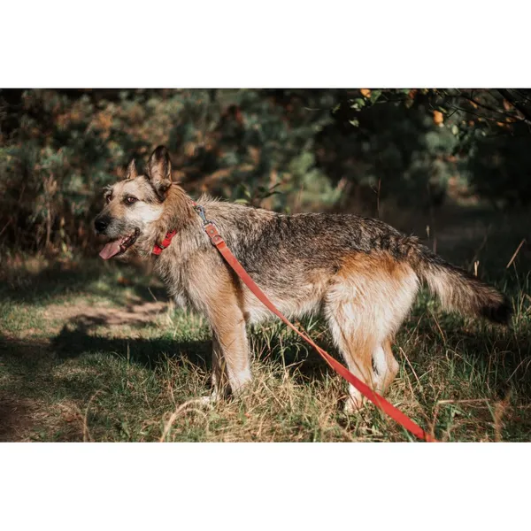 Znaleziono psa, Białystok, 29 stycznia 2022 (1/5)