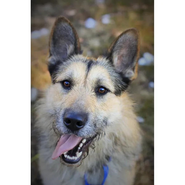 Znaleziono psa, Białystok, 29 stycznia 2022 (4/5)