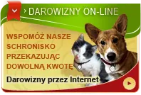 Pies do adopcji, Rzeszów, 28 października 2022 (4/4)