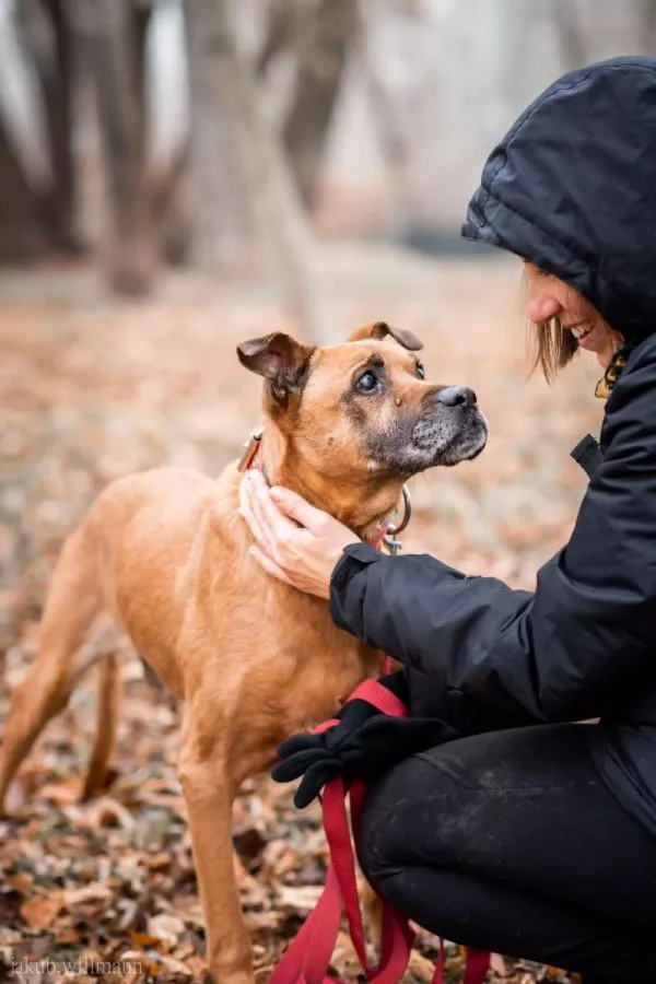 Pies do adopcji, Warszawa, 5 listopada 2020 (4/5)