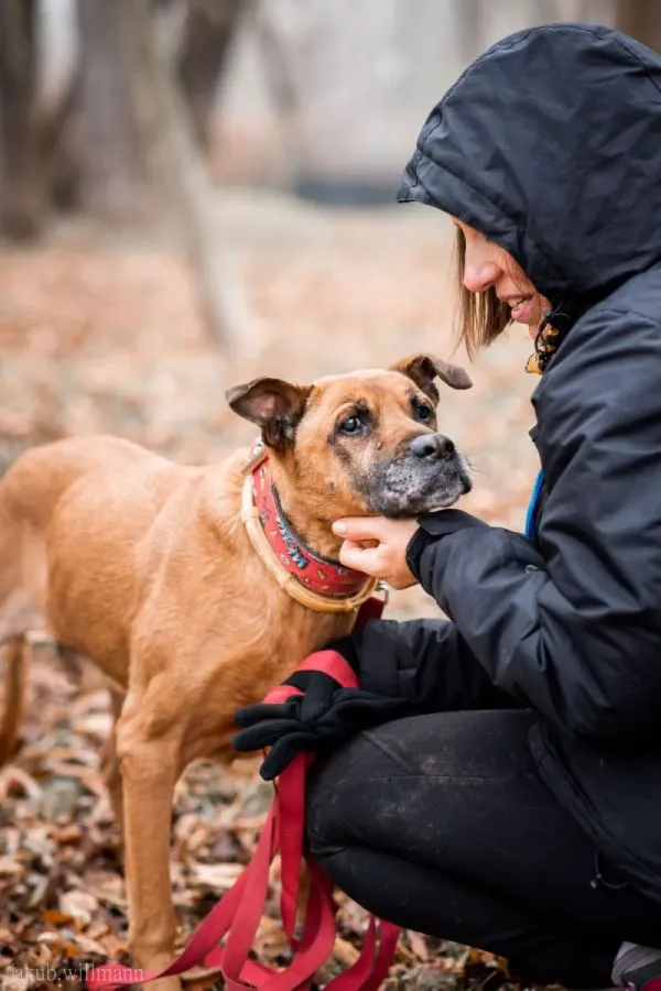 Pies do adopcji, Warszawa, 5 listopada 2020 (5/5)