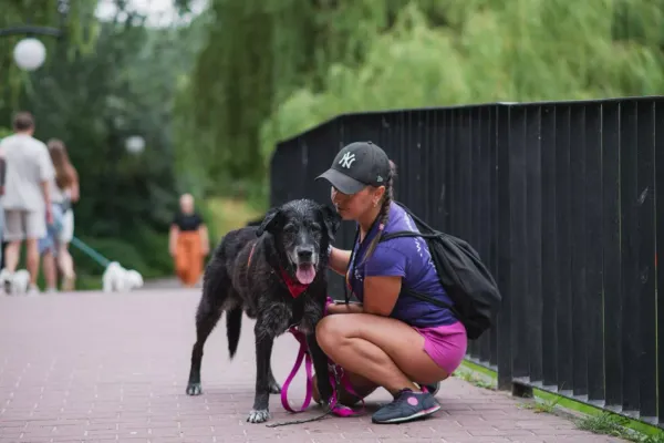 Pies do adopcji, Warszawa, 30 września 2019 (3/5)