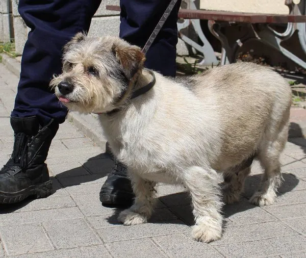 Znaleziono psa, Łódź, 14 czerwca 2022 (2/5)
