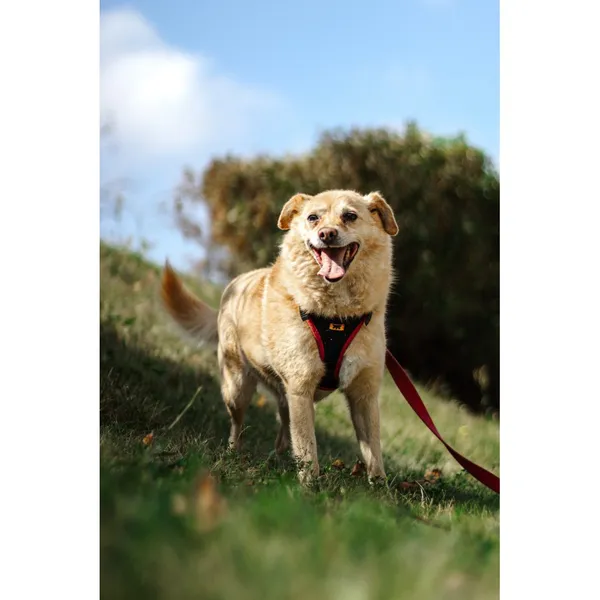 Znaleziono psa, Białystok, 7 marca 2021 (1/5)