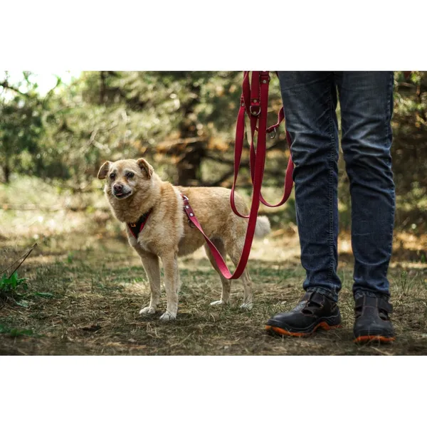 Znaleziono psa, Białystok, 7 marca 2021 (2/5)