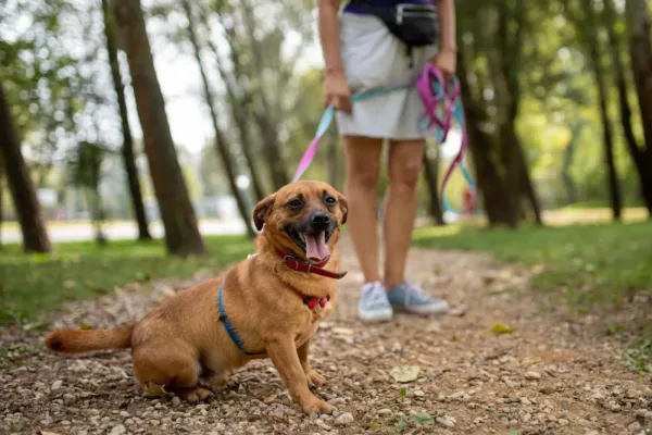 Pies do adopcji, Warszawa, 22 sierpnia 2021 (2/5)