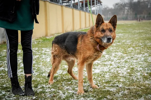 Pies do adopcji, Wrocław, 2 marca 2022