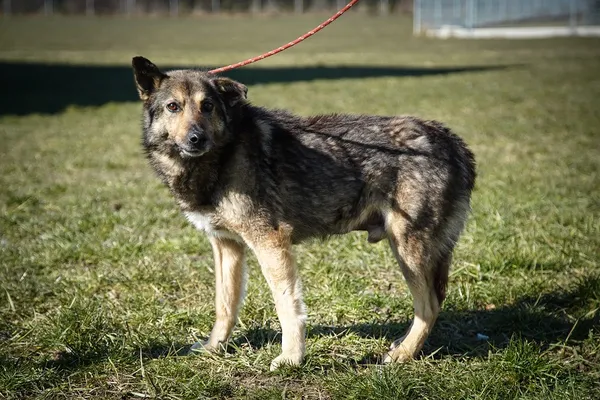 Pies do adopcji, Wrocław, 4 marca 2022
