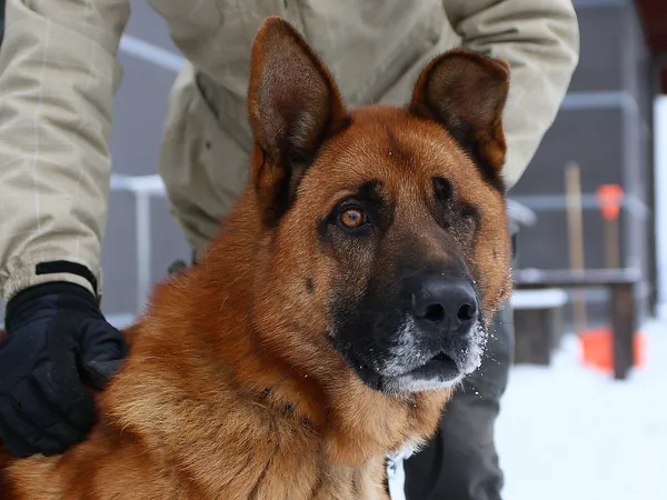 Pies do adopcji, Tatary, 11 grudnia 2018
