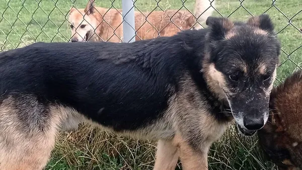 Pies do adopcji, Tatary, 31 grudnia 2015 (1/5)