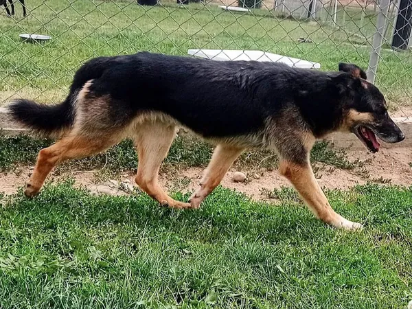 Pies do adopcji, Tatary, 31 grudnia 2015 (2/5)