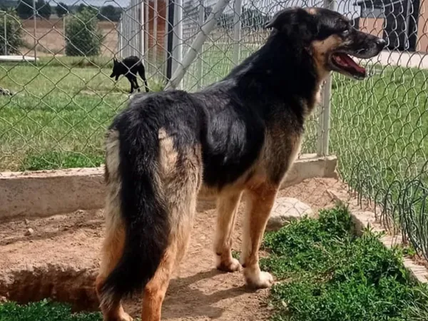 Pies do adopcji, Tatary, 31 grudnia 2015 (3/5)