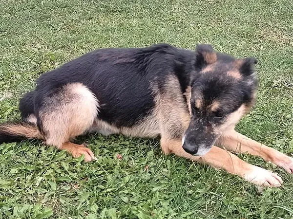 Pies do adopcji, Tatary, 31 grudnia 2015 (4/5)