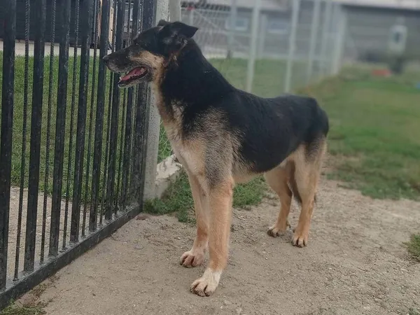 Pies do adopcji, Tatary, 31 grudnia 2015 (5/5)