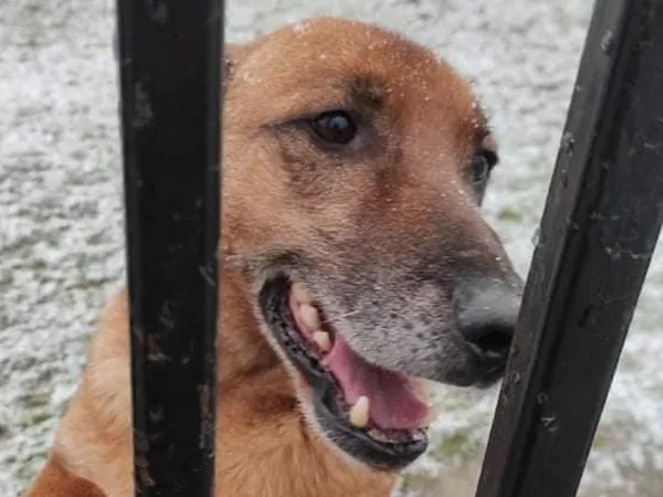 Pies do adopcji, Tatary, 31 grudnia 2015 (1/2)