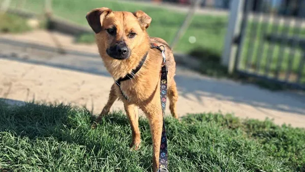 Pies do adopcji, Tatary, 3 stycznia 2022 (1/2)