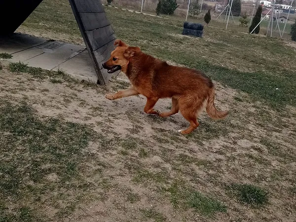 Pies do adopcji, Tatary, 3 stycznia 2022 (2/2)