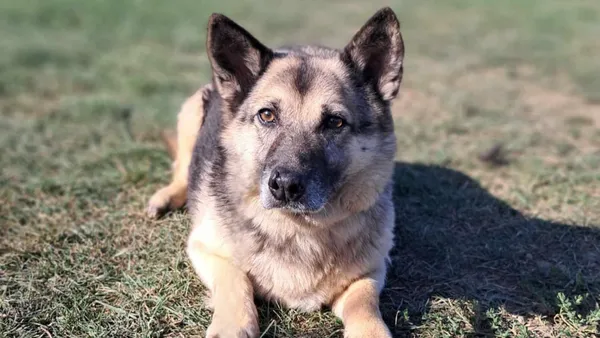 Pies do adopcji, Tatary, 18 marca 2018 (1/4)