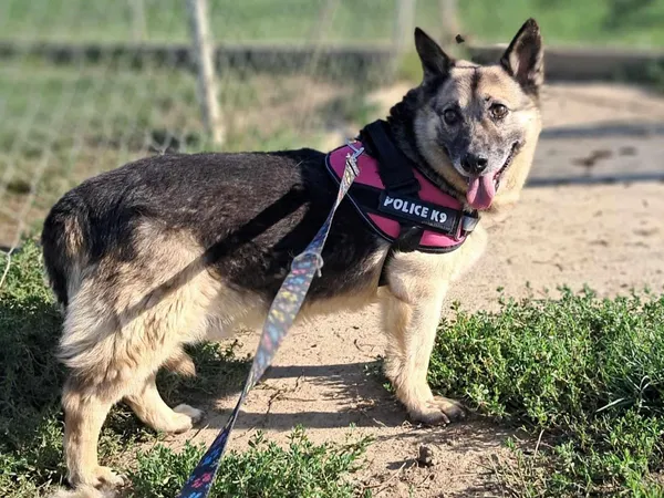 Pies do adopcji, Tatary, 18 marca 2018 (4/4)