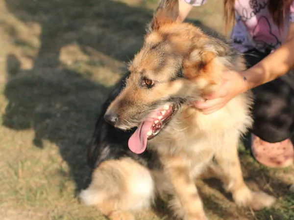 Pies do adopcji, Tatary, 2 sierpnia 2022 (3/5)