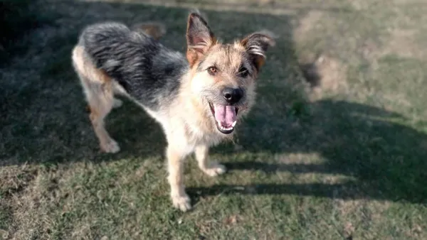 Pies do adopcji, Tatary, 2 sierpnia 2022 (1/5)