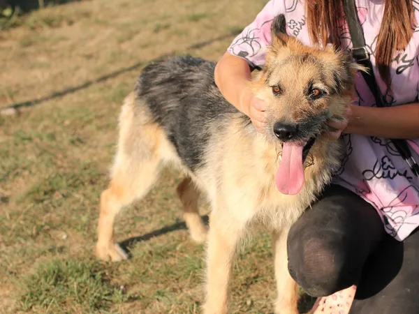 Pies do adopcji, Tatary, 2 sierpnia 2022 (4/5)