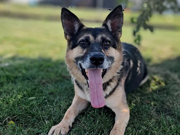 Pies do adopcji, Tatary, 18 sierpnia 2022 (4/4)