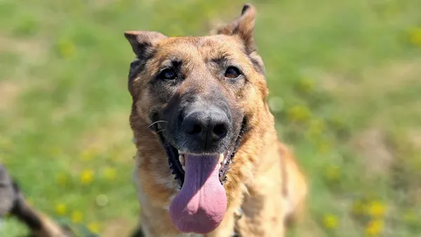 Pies do adopcji, Tatary, 2 września 2022 (1/4)