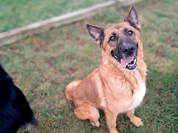 Pies do adopcji, Tatary, 2 września 2022 (2/4)